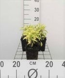 GRDplanten Struiksalie 6x Salvia off. 'Icterina' 'aurea' | 9x9 cm pot