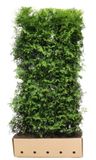 Quickhedge Kant & klaar haag Thuja occidentalis brabant 200 x 100 cm breed Westerse levensboom Quickhedge