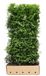 Quickhedge Kant & klaar haag Thuja occidentalis brabant 200 x 100 cm breed Westerse levensboom Quickhedge