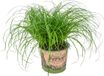 Bloomique Cyperus Zumula Kattengras Kamerplant Diervriendelijk 20-30 cm Pot 12 cm