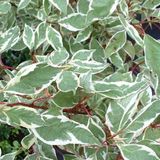 Arborix Cornus Alba Ivory Halo - Kornoelje 40-60 cm in pot