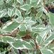 Arborix Cornus Alba Ivory Halo - Kornoelje 40-60 cm in pot