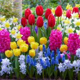 Merkloos / Sans marque Dutch Bulbs B.V. Voorjaar Mix Bloembollen Winterhard - Spring - Tulpen / Narzissen / Hyazinthen / Muscari - 50 stuks - Meerkleurig - Bloem bollen Meerjarig