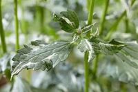 GRDplanten Groendecor Tuinarchitectuur 6x Dropplant - Agastache hybr. 'Crazy Fortune'® | 9x9 cm pot