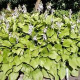 Arborix Hosta 6 x Hosta 'Royal Standard' - Hartlelie Pot 9x9 cm - Grote Witbloeiende Soort
