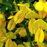 Arborix Cytisus 'Golden Sunlight' - Brem - 40-60 cm in pot