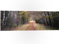 Merkloos / Sans marque PVC Schuimplaat - Bospad in een Bos in Nederland - 120x40 cm