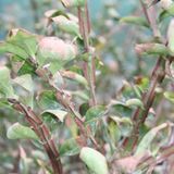 Arborix Euonymus Alatus - Kardinaalsmuts - 30-40 cm in pot