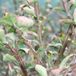 Arborix Euonymus Alatus - Kardinaalsmuts - 30-40 cm in pot