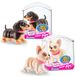 Pets Alive Booty Shaking Pups, Popo wiebelende puppy's, batterij-aangedreven robotspeelgoed, 2-pack: bulldog en teckel