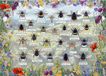Gibsons Briljante bijen (1000) Legpuzzel - 8+ jaar