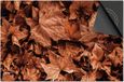Dietrix Inductie Beschermer 60x60 - Herfst Esdoorn Bladeren