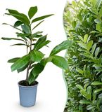 KH Bloembollen Green boutiQ - Prunus laur. Rotundifolia - Laurierkers - Haagplanten - Groenblijvend - Groen - Pot 9cm - Hoogte 25-35cm