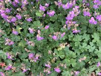 GRDplanten Groendecor Tuinarchitectuur 6x Ooievaarsbek - Geranium cantabrigiense 'Karmina' | 9x9 cm pot
