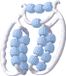 Unyqoos® Blauwe massage roller