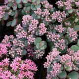 Merkloos / Sans marque Boomenplant.be 6x Sedum sieboldii - Vetkruid - Pot 9x9 cm