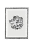 Komar Fotolijst hout Stone Silver met kunst poster "Succulent Aeonium" als set - afmetingen: 30x40 cm - muurschildering, decoratie, bloem, zwart-wit