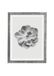 Komar Fotolijst hout Stone Silver met kunst poster "Succulent Aeonium" als set - afmetingen: 30x40 cm - muurschildering, decoratie, bloem, zwart-wit