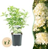 Plantenboetiek.nl Pluim Hortensia - Hydrangea panniculata Limelight - Creme Wit - 3 Planten