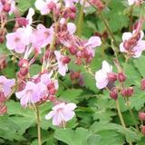 Merkloos / Sans marque 6x Geranium macrorrhizum ‘Ingwersen’s Variety’ - Ooievaarsbek - Pot 9x9 cm