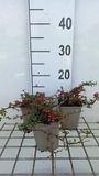GRDplanten Groendecor Tuinarchitectuur 12x Dwergmispel 'Streib's Findling' - Cotoneaster proc. 'Streib's Findling' | 9x9 cm pot