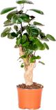 Bloomique Polyscias Fabian Aralia Kamerplant