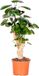 Bloomique Polyscias Fabian Aralia Kamerplant