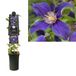 Van der Starre Klimplant Clematis So Many Blue Flowers PBR 75 cm Bosrank