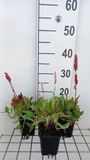 GRDplanten Groendecor Tuinarchitectuur 6x Duizenknoop - Persicaria aff. 'Dimity' | 9x9 cm pot