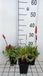 GRDplanten Groendecor Tuinarchitectuur 6x Duizenknoop - Persicaria aff. 'Dimity' | 9x9 cm pot