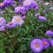 Erigeron 6 x Erigeron 'Azurfee' - Fijnstraal pot 9x9cm