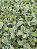 GRDplanten Groendecor Tuinarchitectuur 6x Ezelsoor - Stachys byz. 'Silver Carpet' | 9x9 cm pot