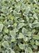 GRDplanten Groendecor Tuinarchitectuur 6x Ezelsoor - Stachys byz. 'Silver Carpet' | 9x9 cm pot