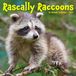 Rascally Willow Creek Press Rascally Raccoons 2027 12 X 12 Wall Calendar