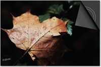 Dietrix Inductie Beschermer - 83x51.5cm - Herfstblad met Druppels