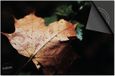 Dietrix Inductie Beschermer - 83x51.5cm - Herfstblad met Druppels