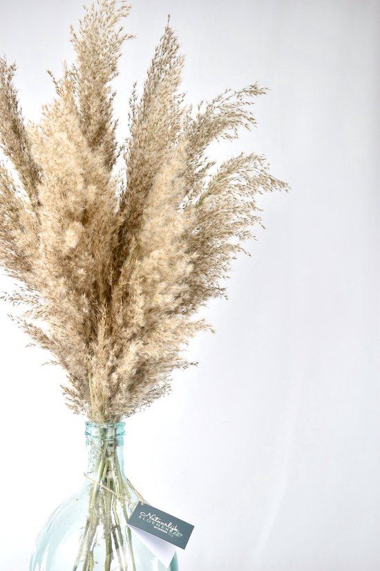 Pampas pluimen - Droogbloemen - boeket 75 cm - Fluffy Pampas - Naturel Bloemen