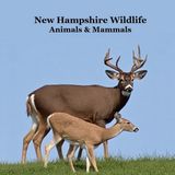 New Libri GmbH New Hampshire Animals and Mammals Kids Wildlife Book