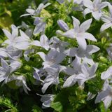 Arborix Campanula 6 x Campanula Poscharskyana 'E.H. Frost' - Klokje - Pot 9x9cm - Uitbundige bloei met witte bloemen