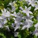 Arborix Campanula 6 x Campanula Poscharskyana 'E.H. Frost' - Klokje - Pot 9x9cm - Uitbundige bloei met witte bloemen