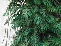 A.S. Création Metropolitan Stories "The Wall" - MONSTERA BLADEREN FOTOBEHANG - 3,71 x 2,80 meter - Grijs, Groen