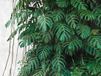 A.S. Création Metropolitan Stories "The Wall" - MONSTERA BLADEREN FOTOBEHANG - 3,71 x 2,80 meter - Grijs, Groen