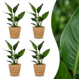 Green boutiQ Strelitzia Reginea Paradijsvogelbloem 4 Planten met Zeegras Mand Pot 12cm Hoogte 35cm
