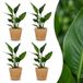 Green boutiQ Strelitzia Reginea Paradijsvogelbloem 4 Planten met Zeegras Mand Pot 12cm Hoogte 35cm
