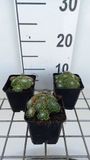 Groendecor Tuinarchitectuur 6x Maison - Sempervivum hybr. 'Jubilee' | 9x9 cm pot