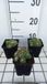 GRDplanten Groendecor Tuinarchitectuur 6x Huislook - Sempervivum hybr. 'Jubilee' | 9x9 cm pot