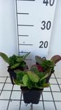 GRDplanten Groendecor Tuinarchitectuur 6x Schoenlappersplant - Bergenia hybr. 'Baby Doll' | 9x9 cm pot