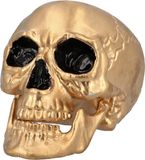 Boland - Schedel Maxilla met beweegbare kaak goud