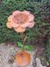 Edelrost fleur Nadja sur une surface plane