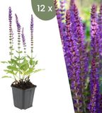Plants by Frank | 12 Salie planten | Salvia nemorosa 'Ostfriesland' | Winterharde bodembedekker planten | tuinplanten | Winterharde vaste planten meerjarig | Winterharde tuinplanten